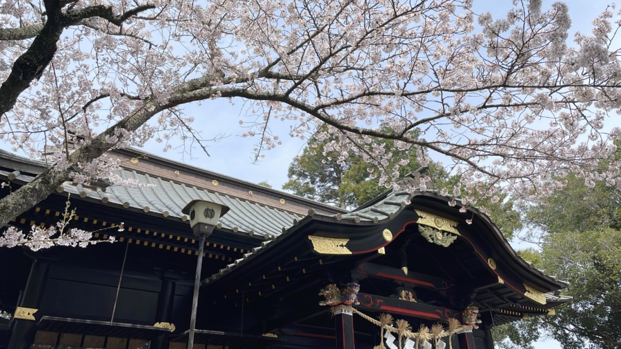 玉前神社（いすみ市）