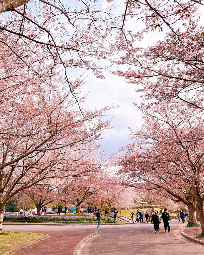 さくらの山公園