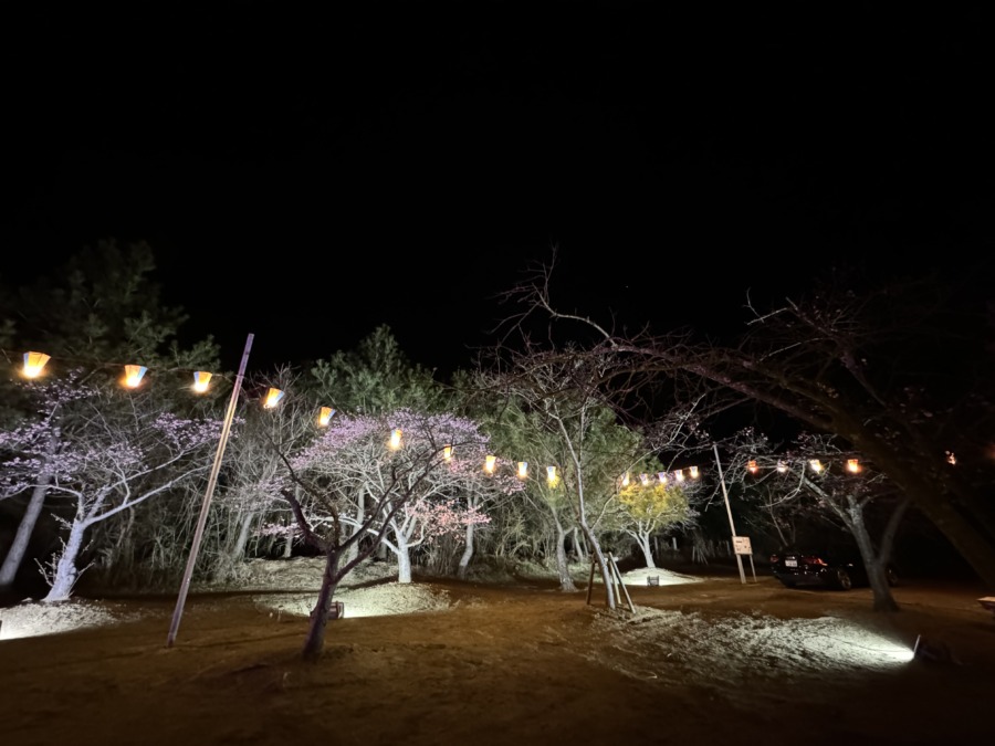 しらこ温泉桜祭り