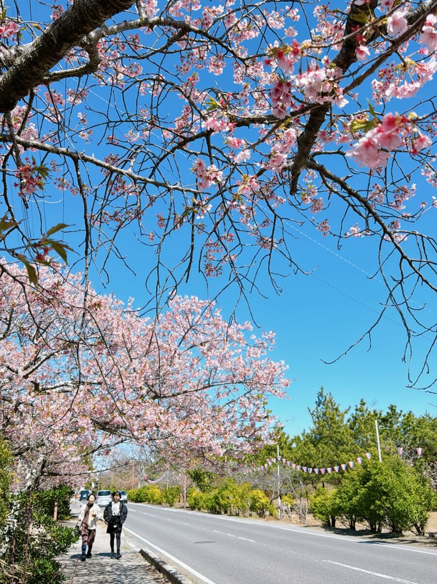 白子温泉さくら祭り