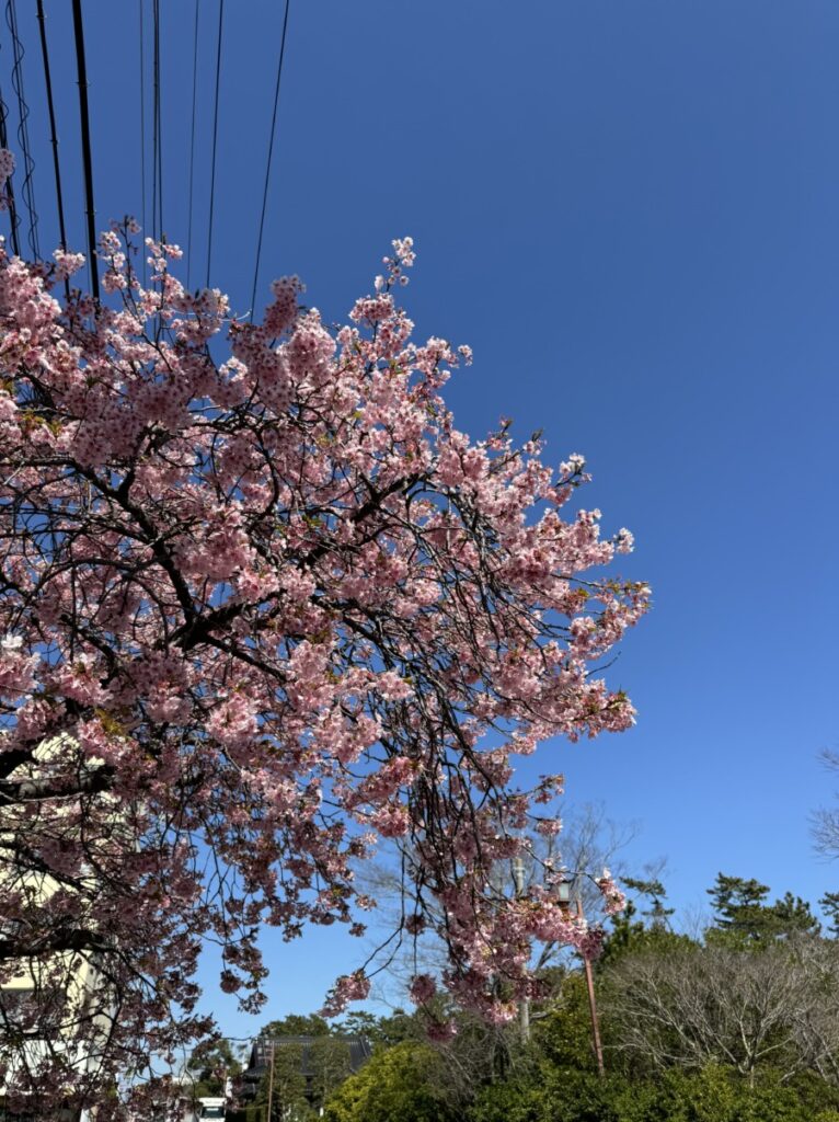 しらこ温泉桜祭り