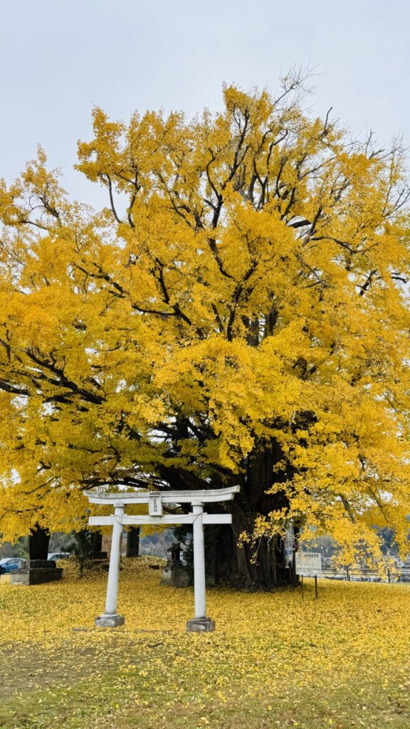 本郷の大イチョウ
