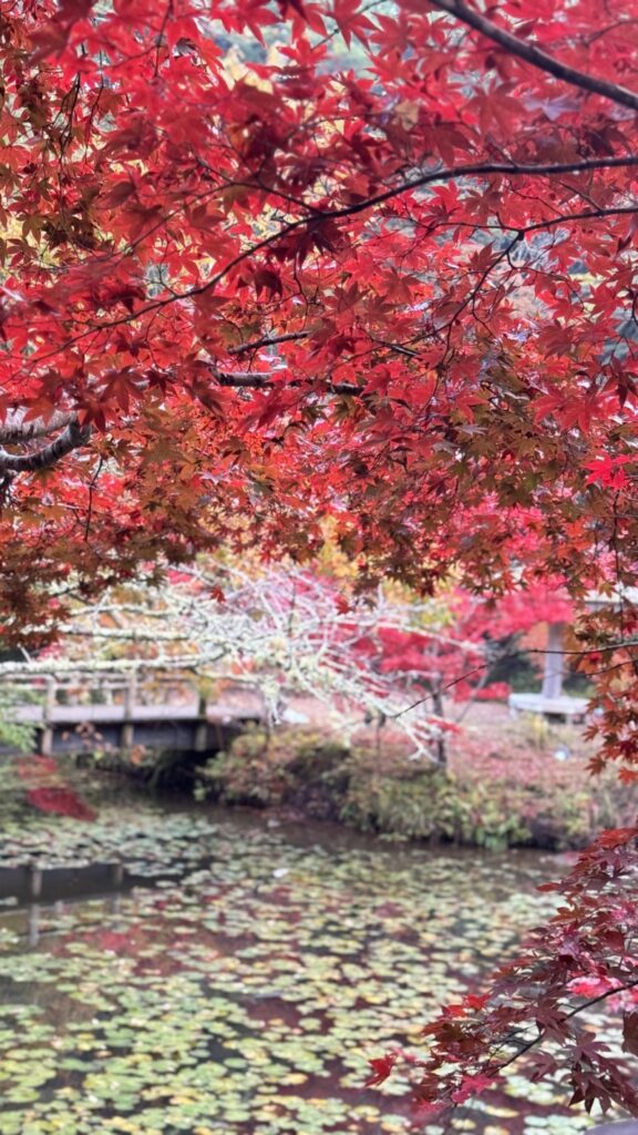 小松寺（もみじ寺）