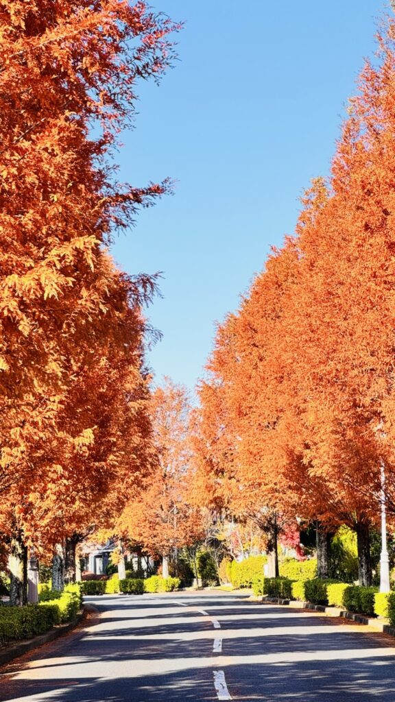 メタセコイア並木