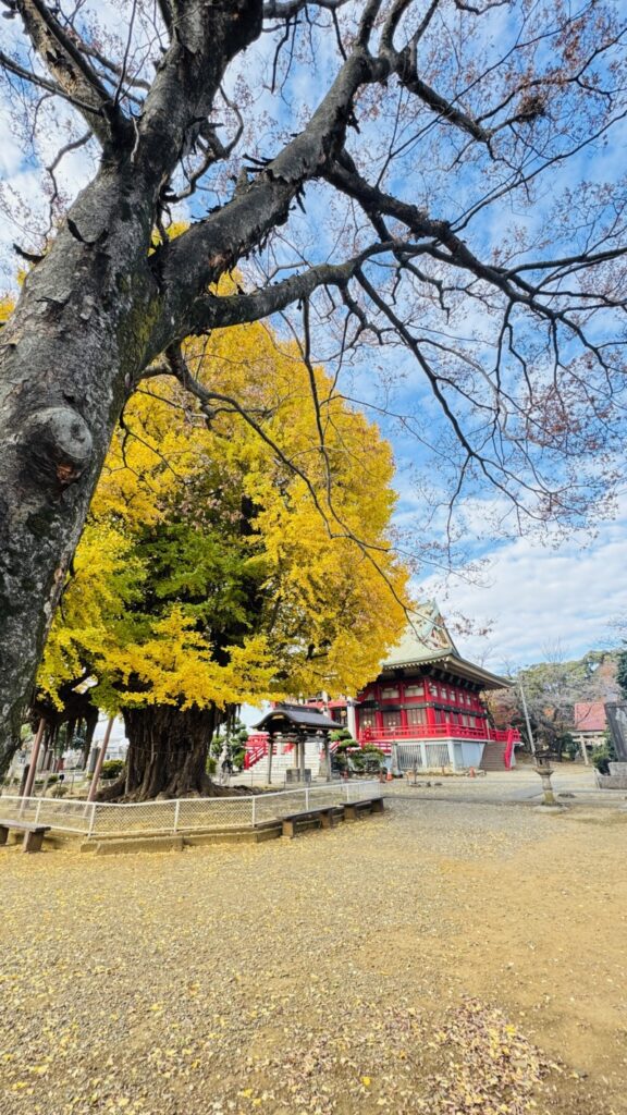 千葉寺の銀杏